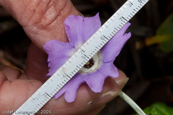 <i>Primula boreiocalliantha </i>