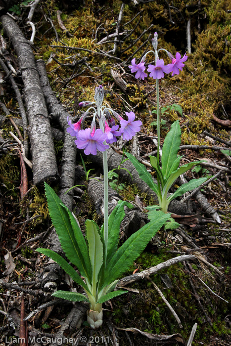 <i>Primula boreiocalliantha </i>