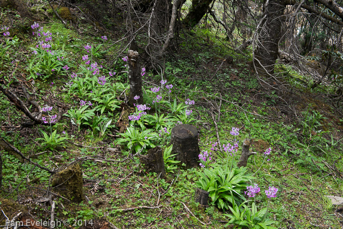 <i>Primula boreiocalliantha </i>