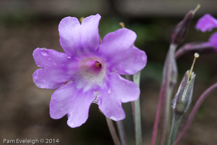 <i>Primula boreiocalliantha </i>