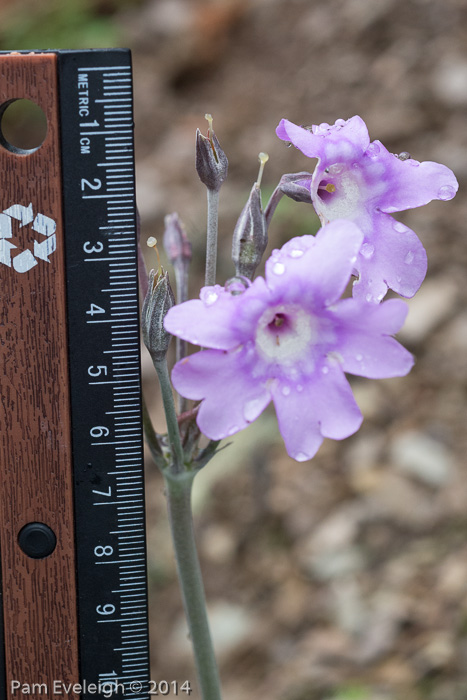 <i>Primula boreiocalliantha </i>