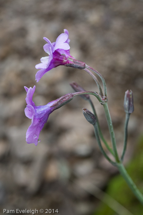 <i>Primula boreiocalliantha </i>