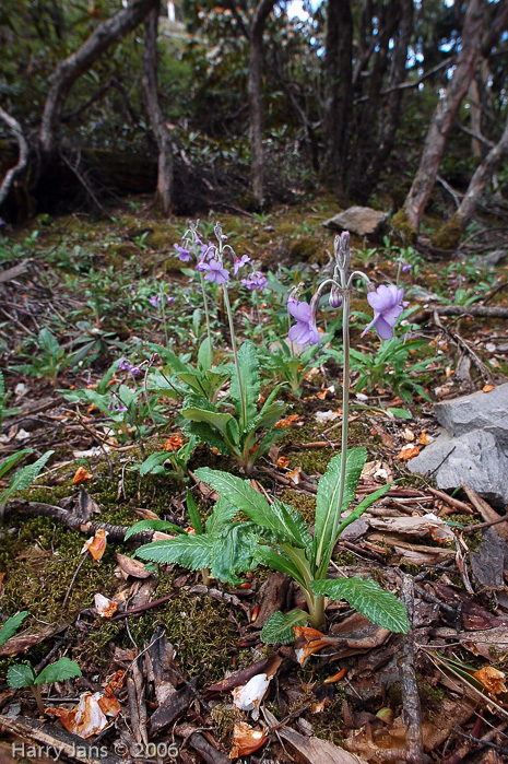 <i>Primula boreiocalliantha </i>