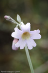 <i>Primula boreiocalliantha </i>