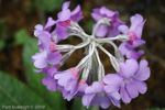 <i>Primula boreiocalliantha </i>