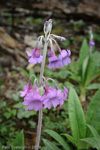 <i>Primula boreiocalliantha </i>