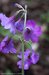 <i>Primula boreiocalliantha </i>