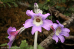 <i>Primula boreiocalliantha </i>