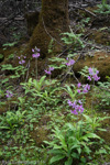 <i>Primula boreiocalliantha </i>