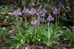 <i>Primula boreiocalliantha </i>