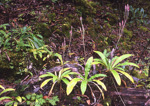 <i>Primula boreiocalliantha </i>