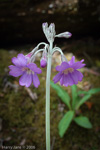 <i>Primula boreiocalliantha </i>