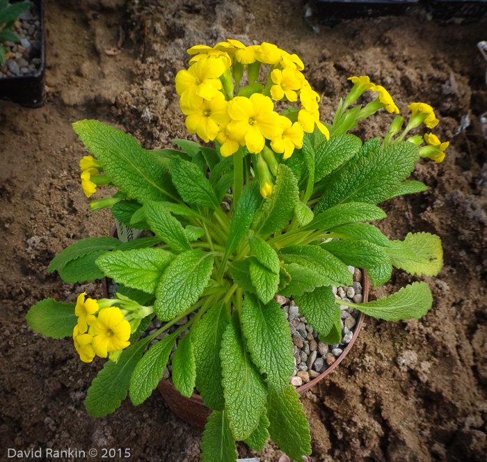 <i>Primula bullata var. bracteata </i>