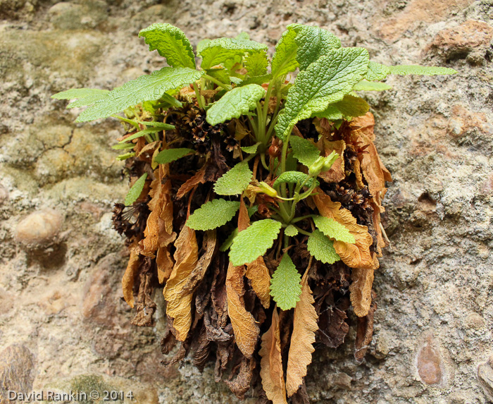 <i>Primula bullata var. bracteata </i>