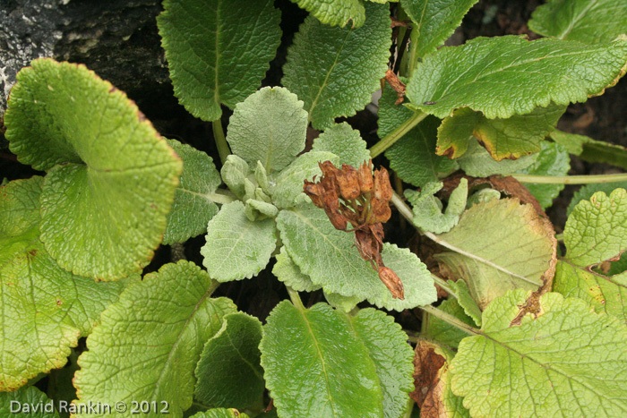 <i>Primula bullata var. forrestii (farinose) </i>