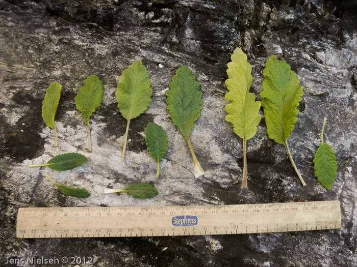 <i>Primula bullata var. bracteata </i>