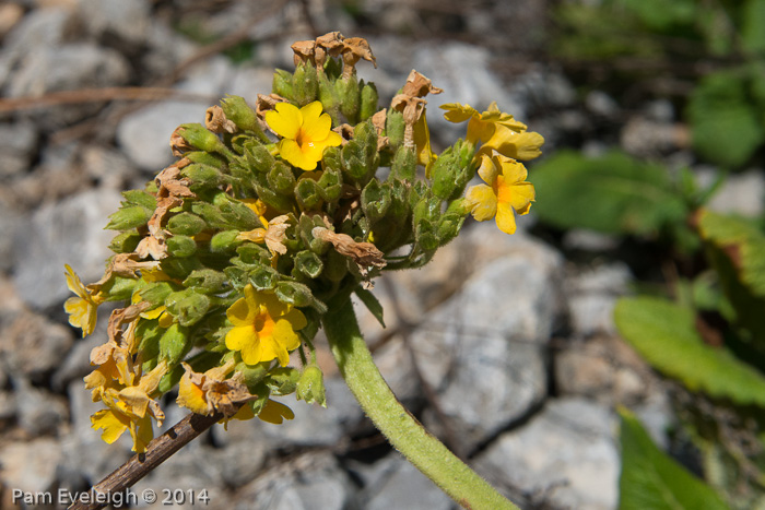 <i>Primula bullata var. delavayi </i>