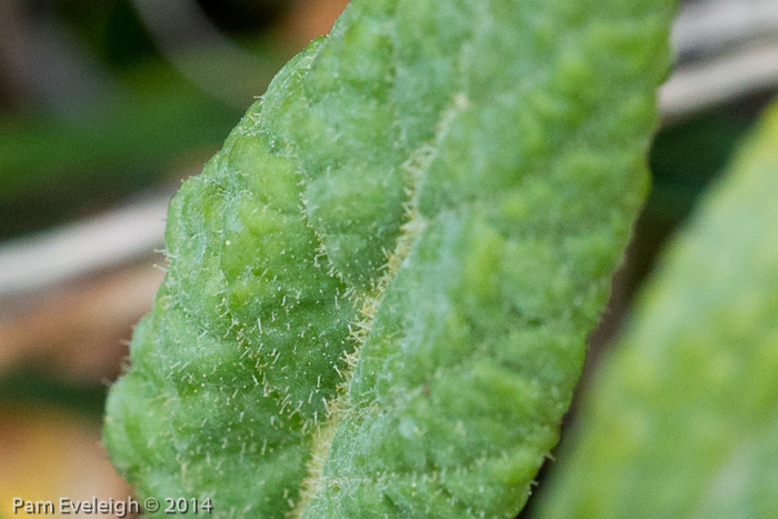 <i>Primula bullata var. bullata </i>