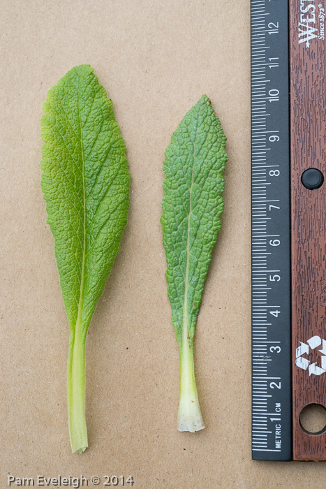 <i>Primula bullata var. bullata </i>