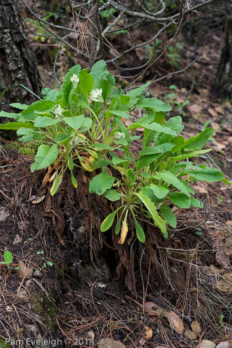 <i>Primula bullata var. bullata </i>