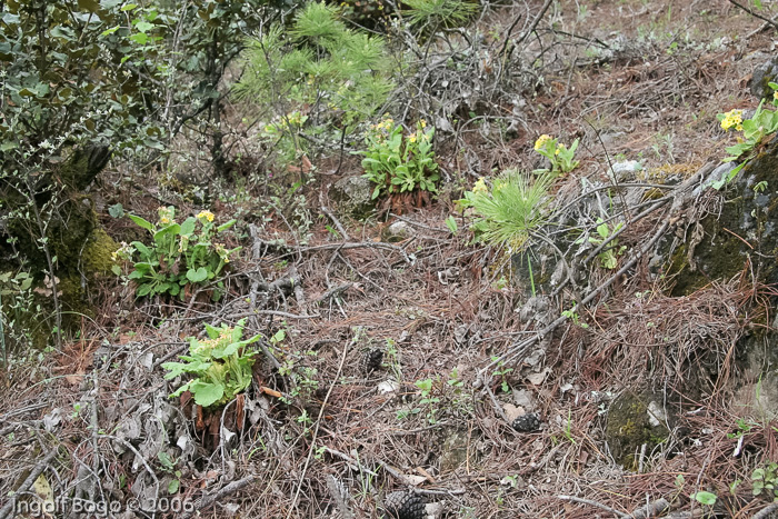 <i>Primula bullata var. forrestii </i>