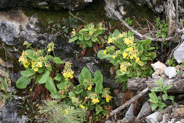 <i>Primula bullata var. forrestii </i>