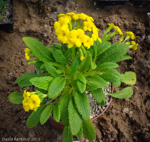 <i>Primula bullata var. bracteata </i>