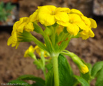 <i>Primula bullata var. bracteata </i>