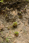 <i>Primula bullata var. bracteata </i>