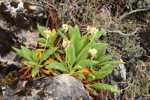 <i>Primula bullata var. bullata </i>