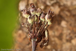 <i>Primula bullata var. bullata </i>