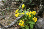 <i>Primula bullata var. forrestii </i>