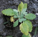 <i>Primula bullata var. bracteata </i>