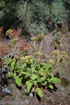 <i>Primula bullata var. delavayi </i>