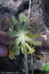 <i>Primula bullata var. delavayi </i>
