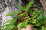 <i>Primula bullata var. bracteata </i>