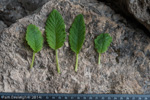 <i>Primula bullata var. bracteata </i>