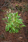 <i>Primula bullata var. bullata </i>