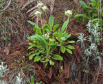 <i>Primula bullata var. bullata </i>