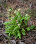 <i>Primula bullata var. bullata </i>