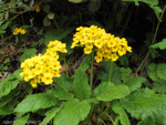 <i>Primula bullata var. forrestii </i>