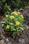 <i>Primula bullata var. forrestii </i>