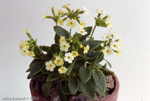 <i>Primula bullata var. forrestii (as P. redolens) </i>