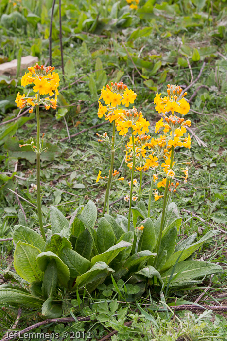 <i>Primula bulleyana </i>