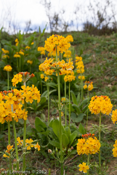 <i>Primula bulleyana </i>