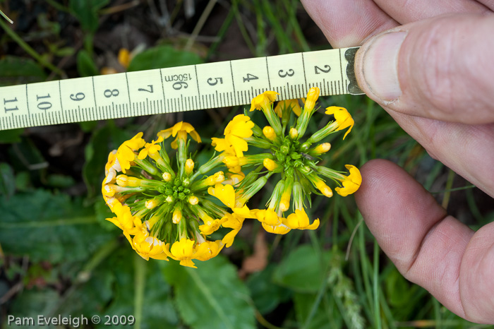 <i>Hybrid P. bulleyana X P. aurantiaca ? </i>