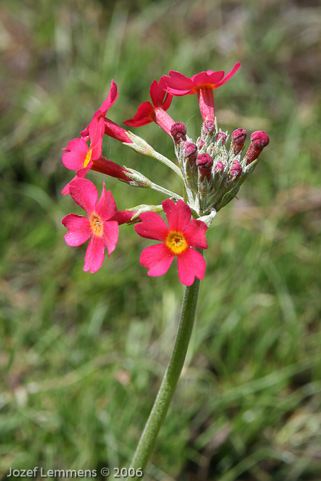 <i>Hybrid P. bulleyana X P. beesiana </i>