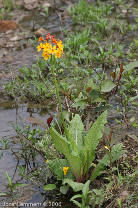 <i>Primula bulleyana </i>