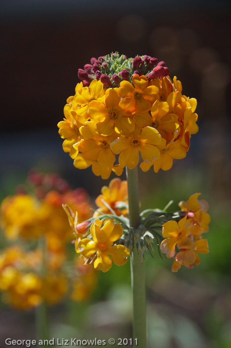 <i>Primula bulleyana </i>