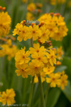 <i>Primula bulleyana </i>